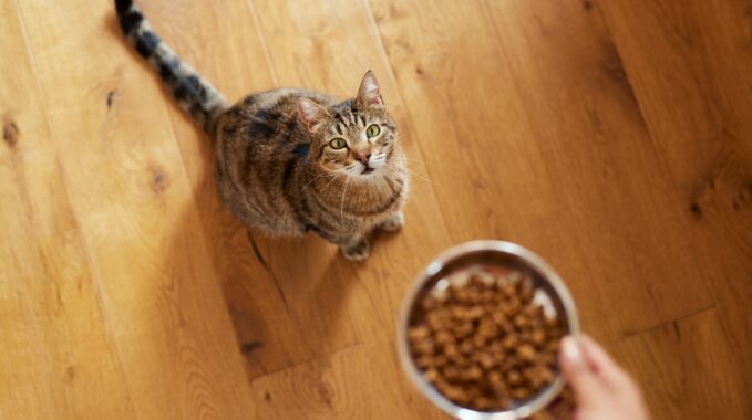 chaton stérilisé