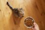 chaton stérilisé