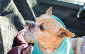 Chihuahua