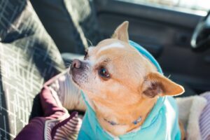 Chihuahua