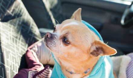 Chihuahua