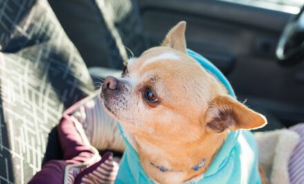 Chihuahua