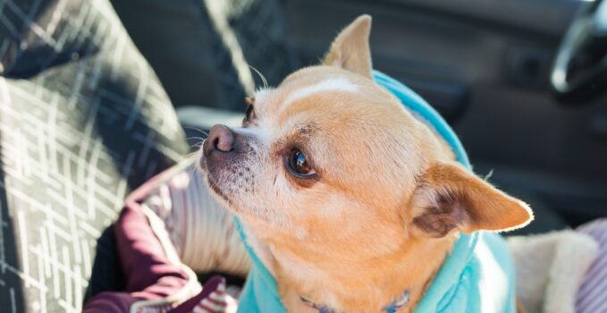 Chihuahua