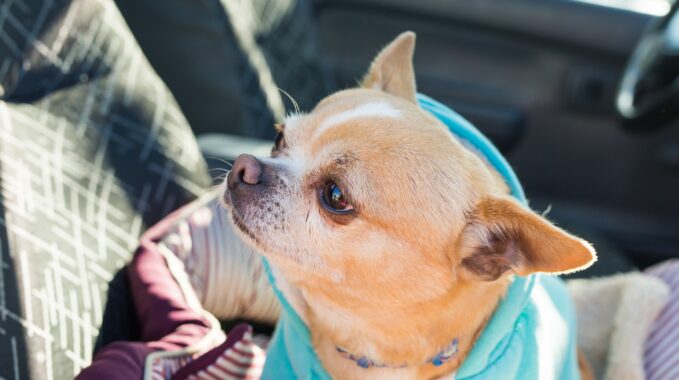 Chihuahua