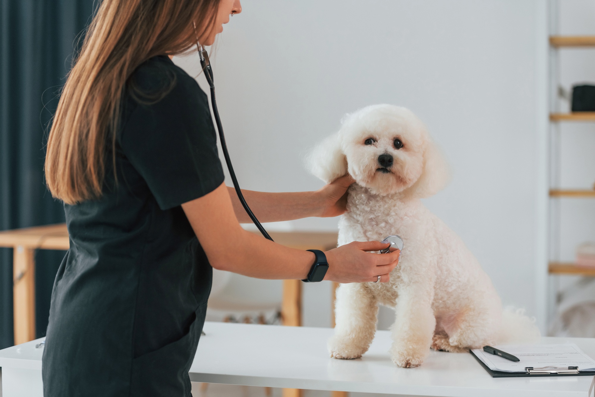 choix mutuelle chien