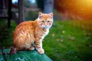 Chat stérilisé : les avantages d’une alimentation riche en protéines animales
