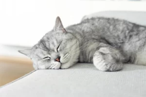 Comment bien nourrir un animal senior : guide des croquettes adaptées