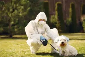 Comment les chiens peuvent aider pour détecter les punaises de lit ?