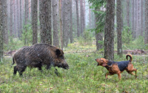 chien-sanglier