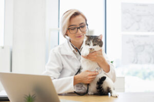 frais vétérinaires chat