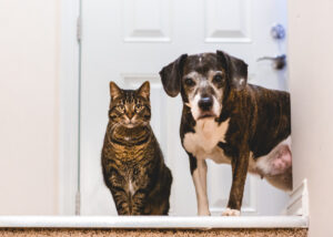 prendre soin animaux