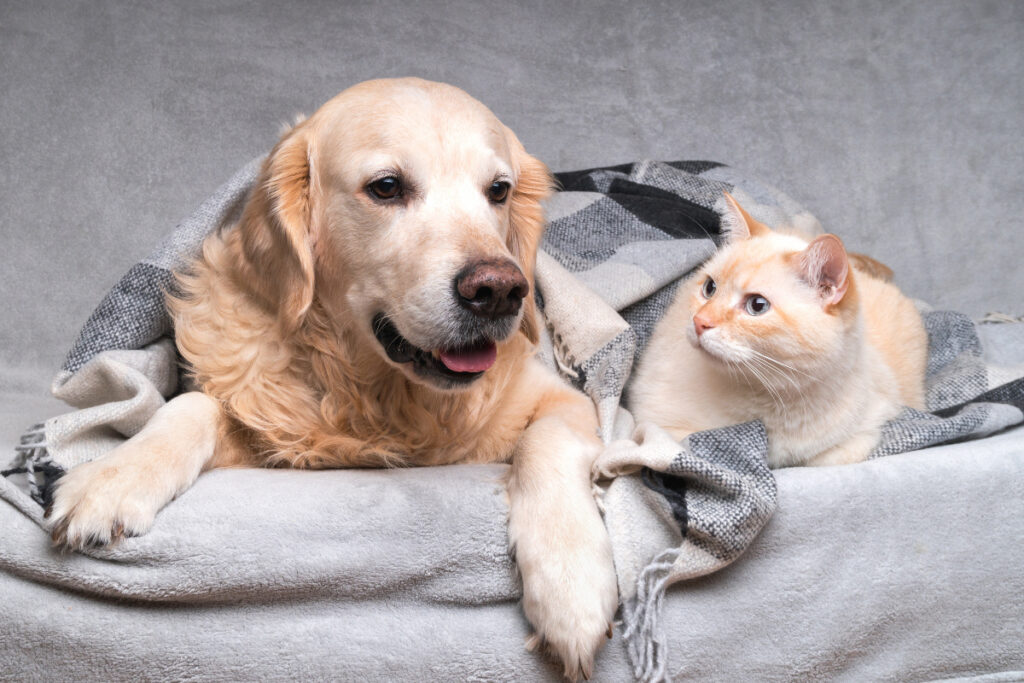 réduire stress animaux