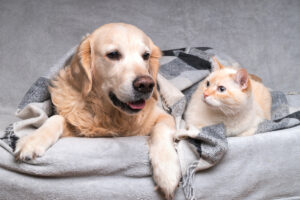 réduire stress animaux
