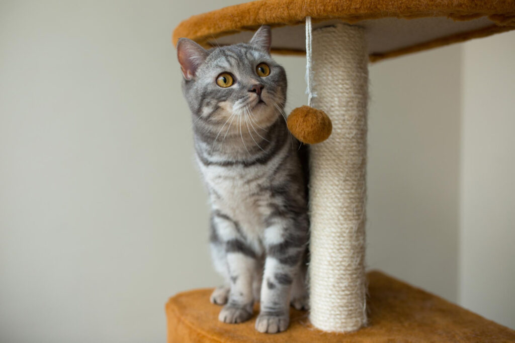 Arbre à chat