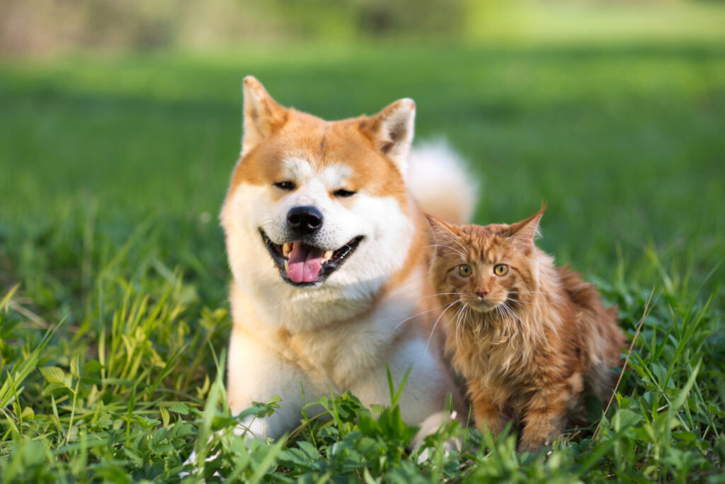 animaux de compagnie