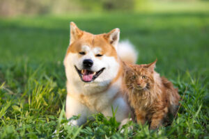 animaux de compagnie