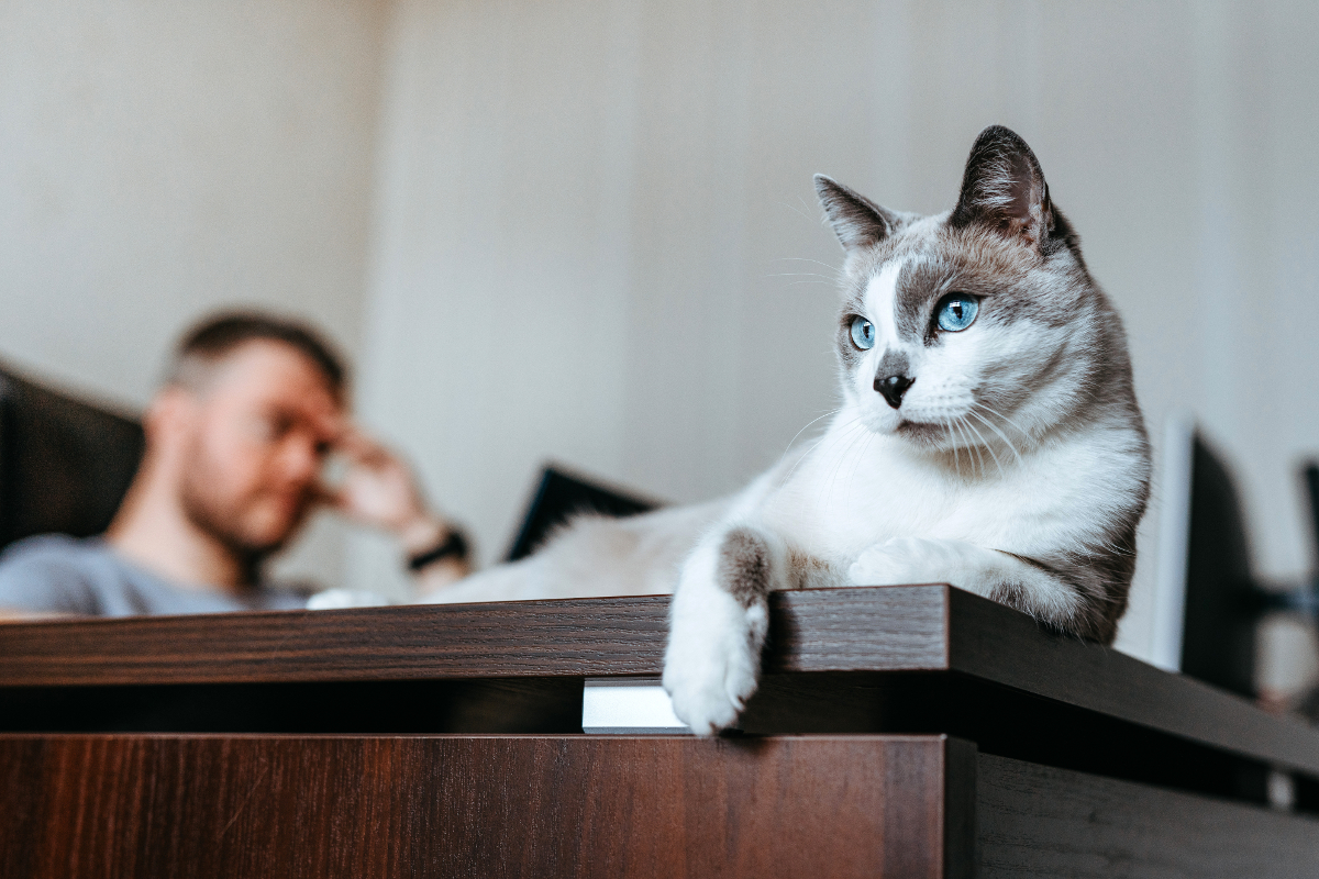 détention animaux