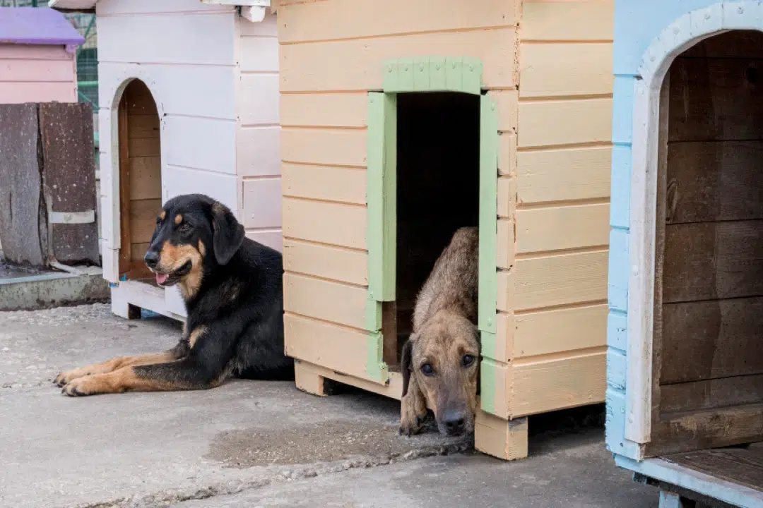 Le confort de la niche : impact sur la santé et le comportement du chien