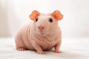 découvrez tout ce qu'il faut savoir avant d'adopter un cochon d'inde sans poil : soins spécifiques, alimentation, tempérament et conseils pratiques pour bien accueillir votre nouvel animal de compagnie.