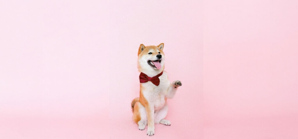 assurance pour chien
