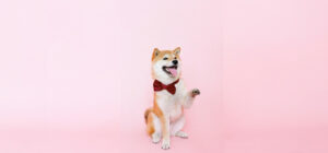 assurance pour chien