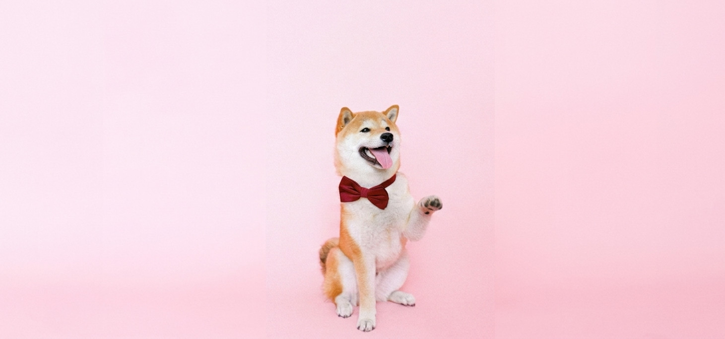 assurance pour chien