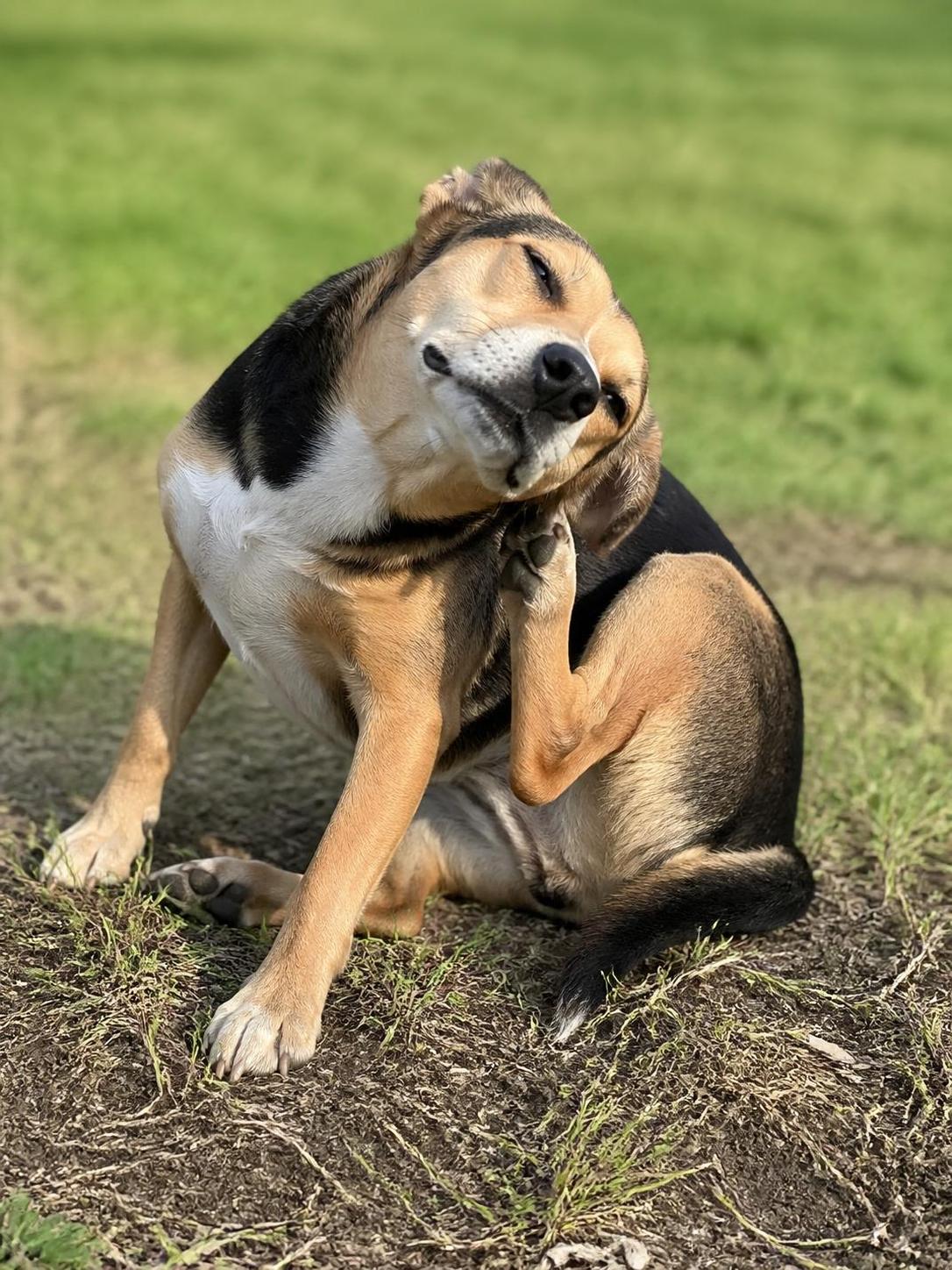 découvrez les antihistaminiques pour chiens sans ordonnance : solutions efficaces, dosages recommandés et précautions à prendre pour assurer la sécurité de votre animal.