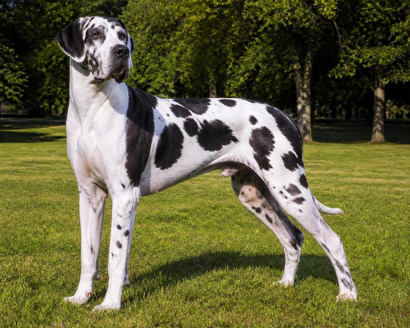 découvrez le caractère unique, le prix et les particularités de la robe arlequin chez le dogue allemand, une coloration rare et fascinante qui fait de ce chien un animal d'exception.