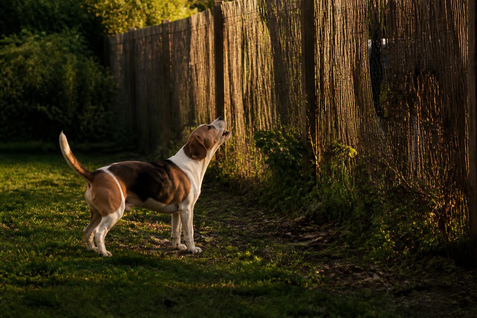 découvrez 10 méthodes efficaces et testées par des professionnels pour stopper les aboiements de votre chien et retrouver la tranquillité chez vous.