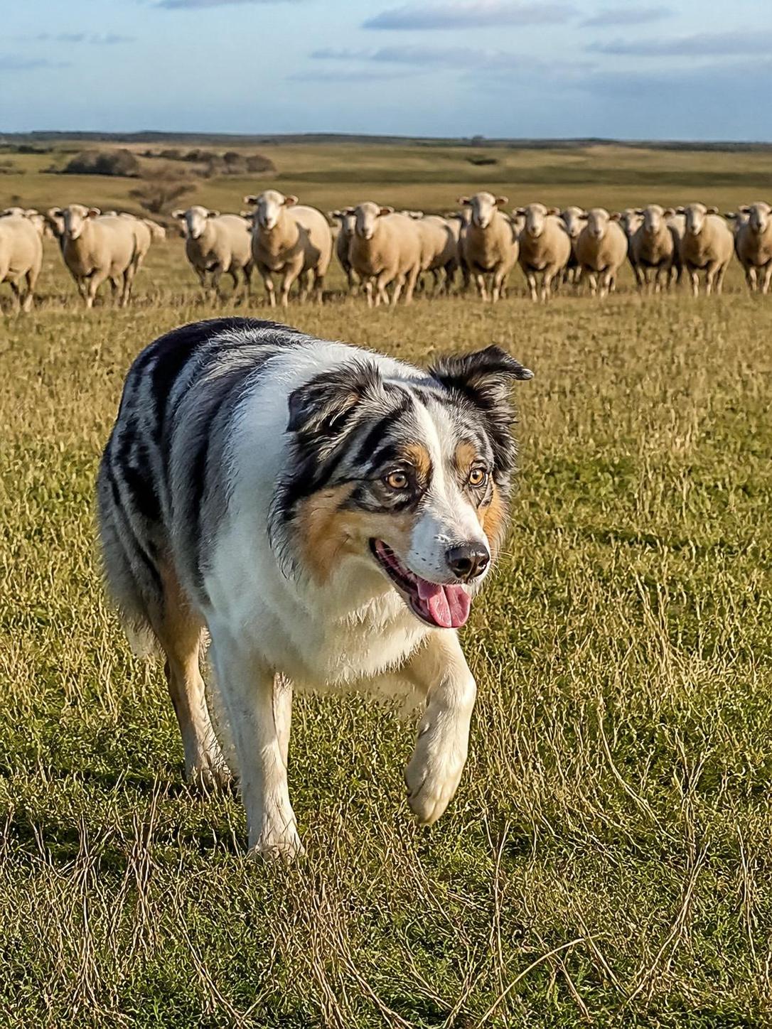 découvrez le caractère, le tempérament et le comportement détaillé du berger australien, une race de chien intelligente, énergique et fidèle, idéale pour les familles actives.