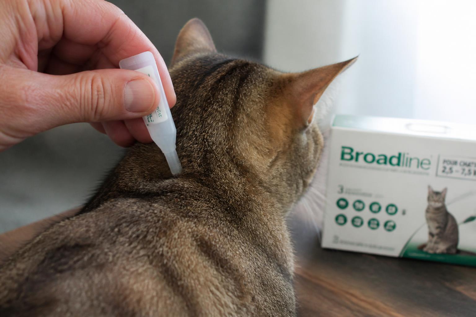 découvrez tout sur bravecto pour chat : posologie recommandée, prix, durée d'action et avis d'utilisateurs sur cet antiparasitaire efficace contre les puces et tiques.
