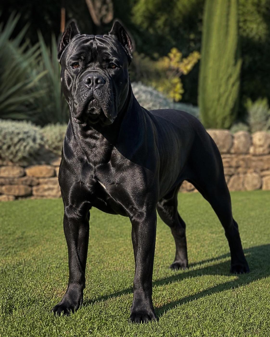 découvrez les caractéristiques du cane corso, race italienne : taille adulte, poids moyen et standard officiel pour mieux connaître ce chien puissant et élégant.