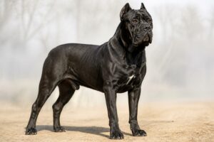 découvrez tout sur le cane corso : taille adulte, poids moyen et le standard officiel de cette race italienne majestueuse.