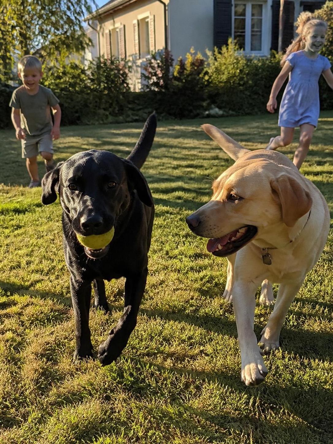 découvrez tout sur le labrador, chien préféré des français : son caractère, son éducation, son prix et sa santé pour bien comprendre et adopter ce compagnon fidèle.