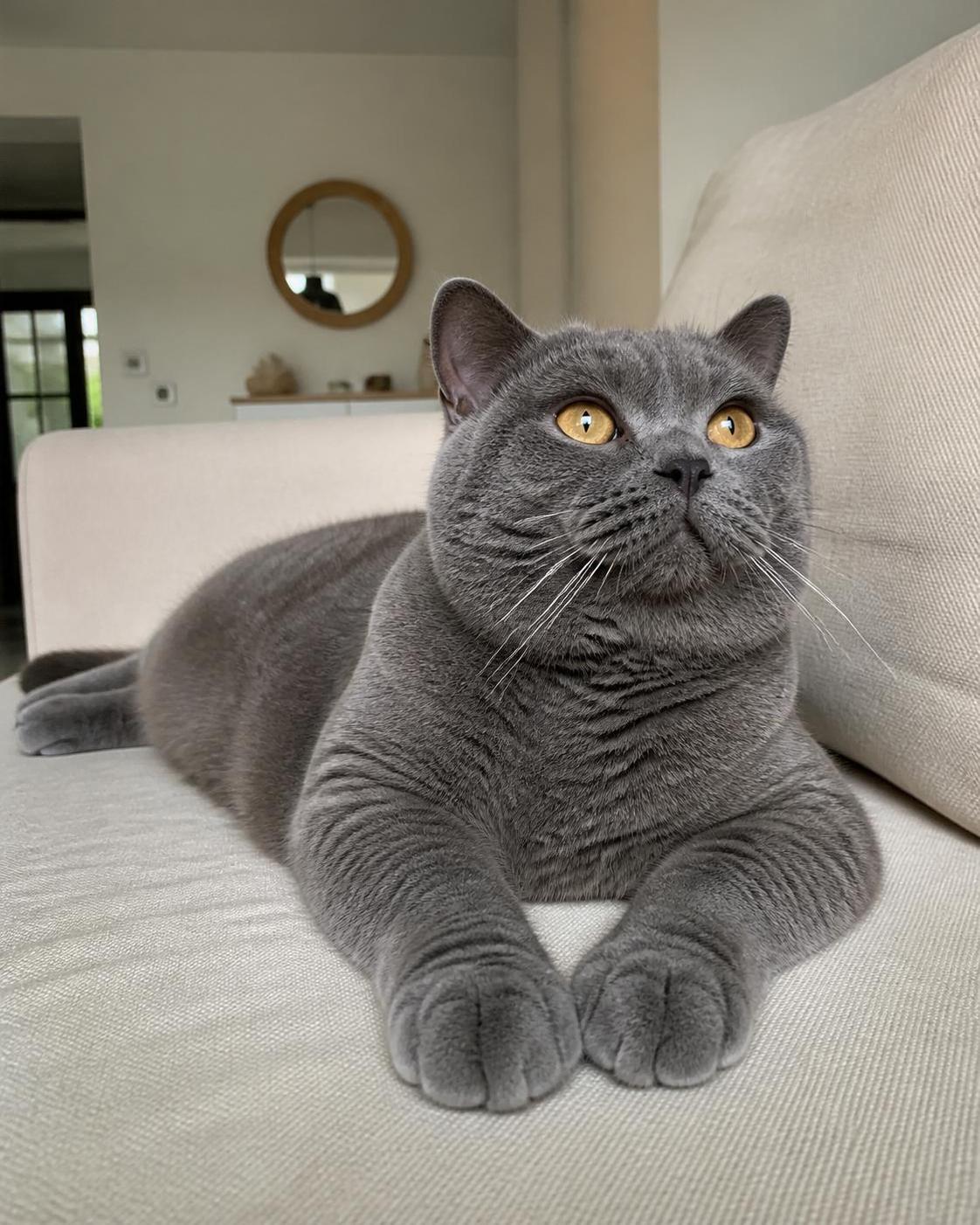 découvrez le british shorthair, un chat élégant au caractère doux. guide complet sur son tempérament, son prix et ses soins pour bien accueillir cette race unique.