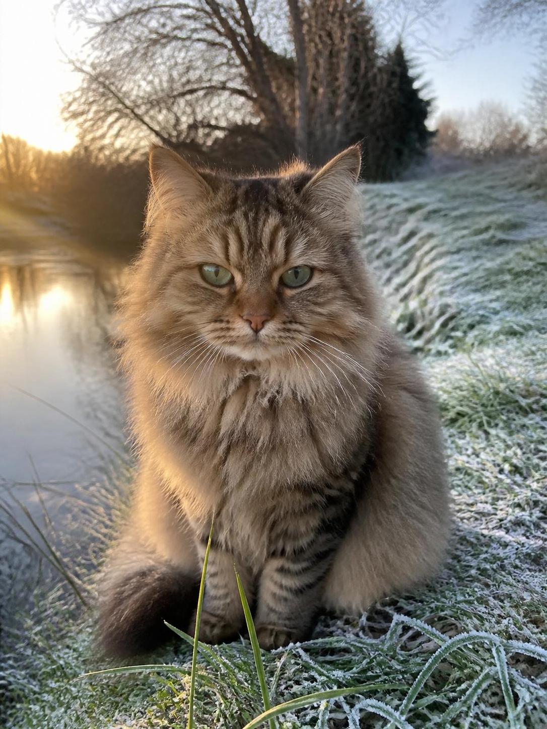 découvrez le chat memi, une race féline méconnue : son caractère unique, son prix, et tout ce qu'il faut savoir pour bien connaître ce compagnon atypique.