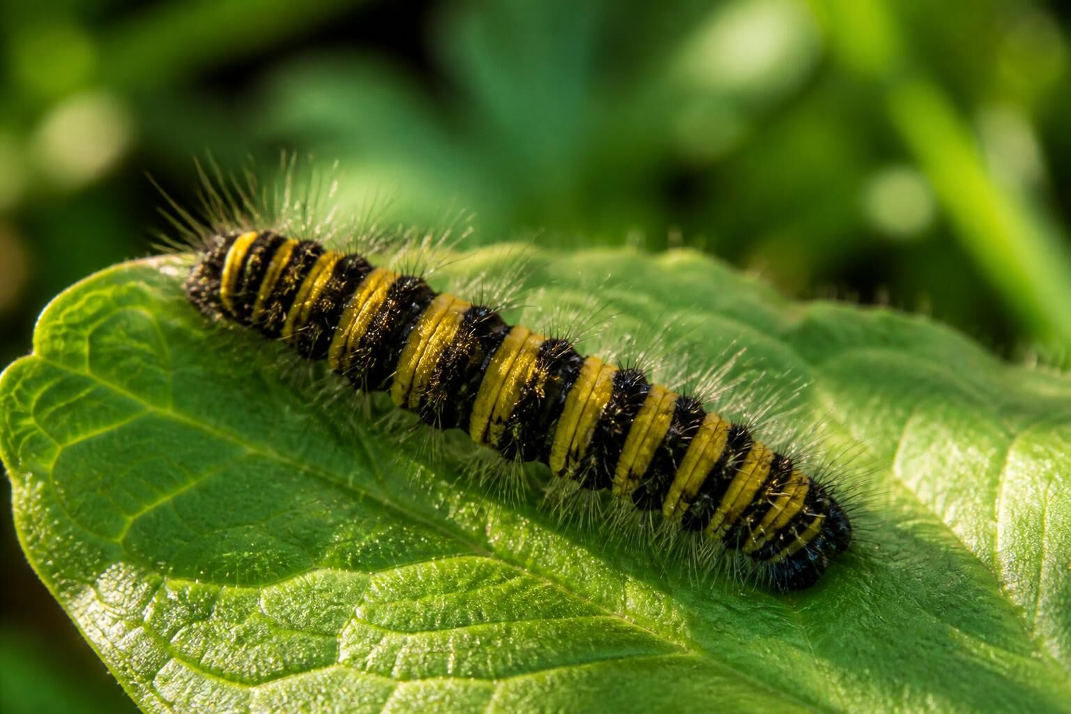 Découvrez comment identifier la chenille jaune et noire et apprenez à protéger efficacement vos animaux contre ses risques.