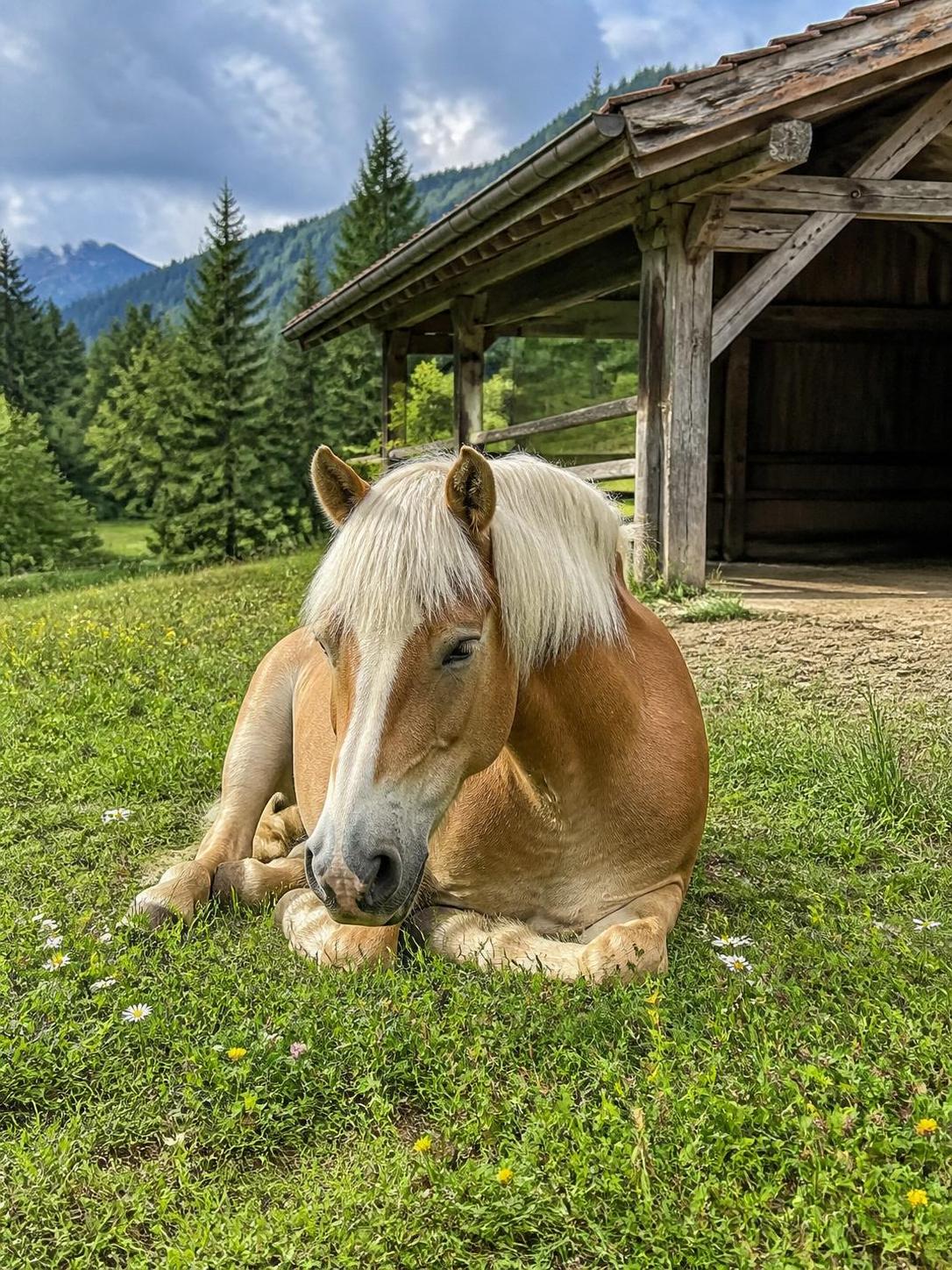découvrez tout sur le cheval haflinger : son caractère unique, les prix moyens, les différentes robes et les particularités de cette race autrichienne renommée.