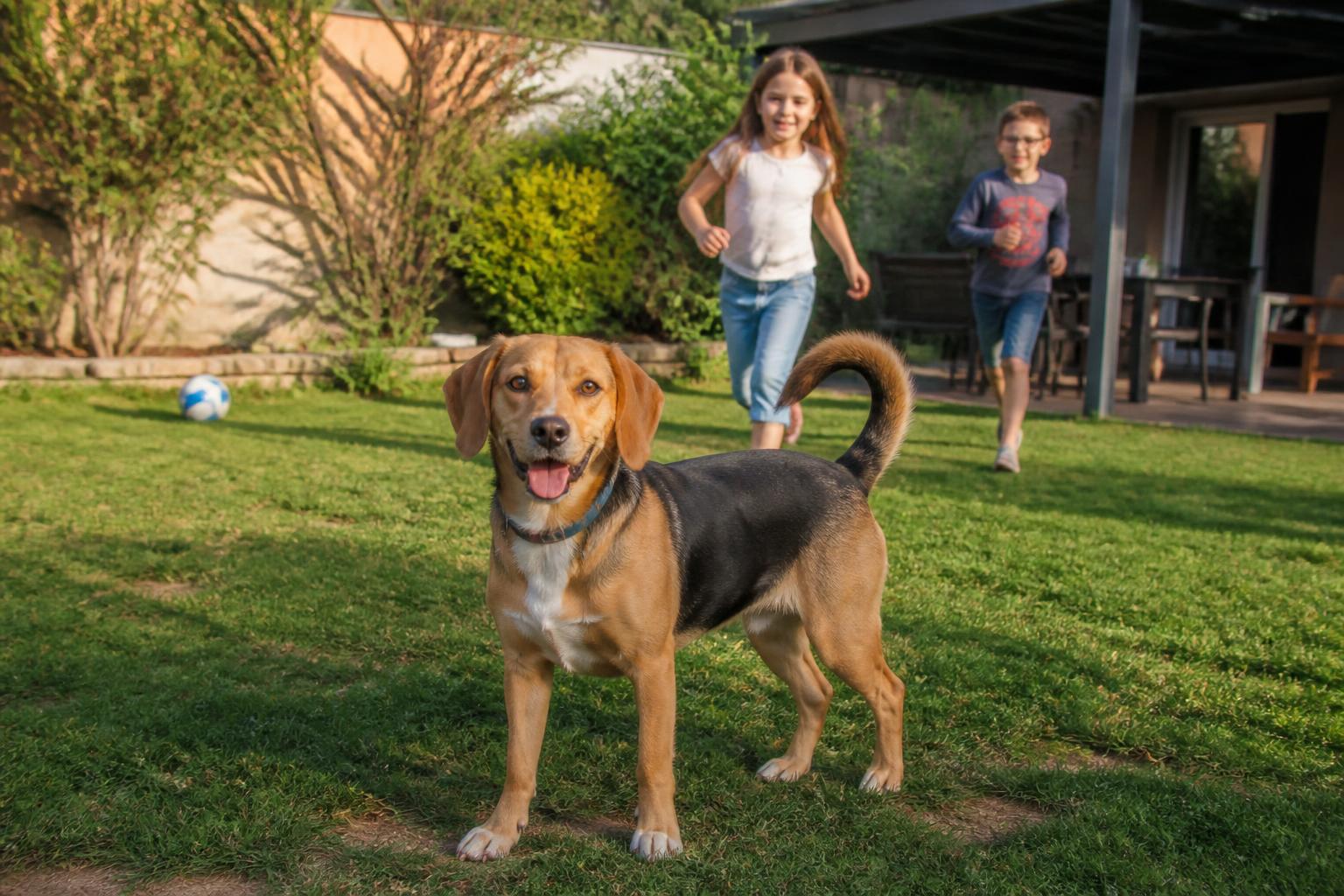 découvrez tout sur le chien beagador : son caractère, son prix et toutes les informations essentielles sur ce croisement entre beagle et labrador.