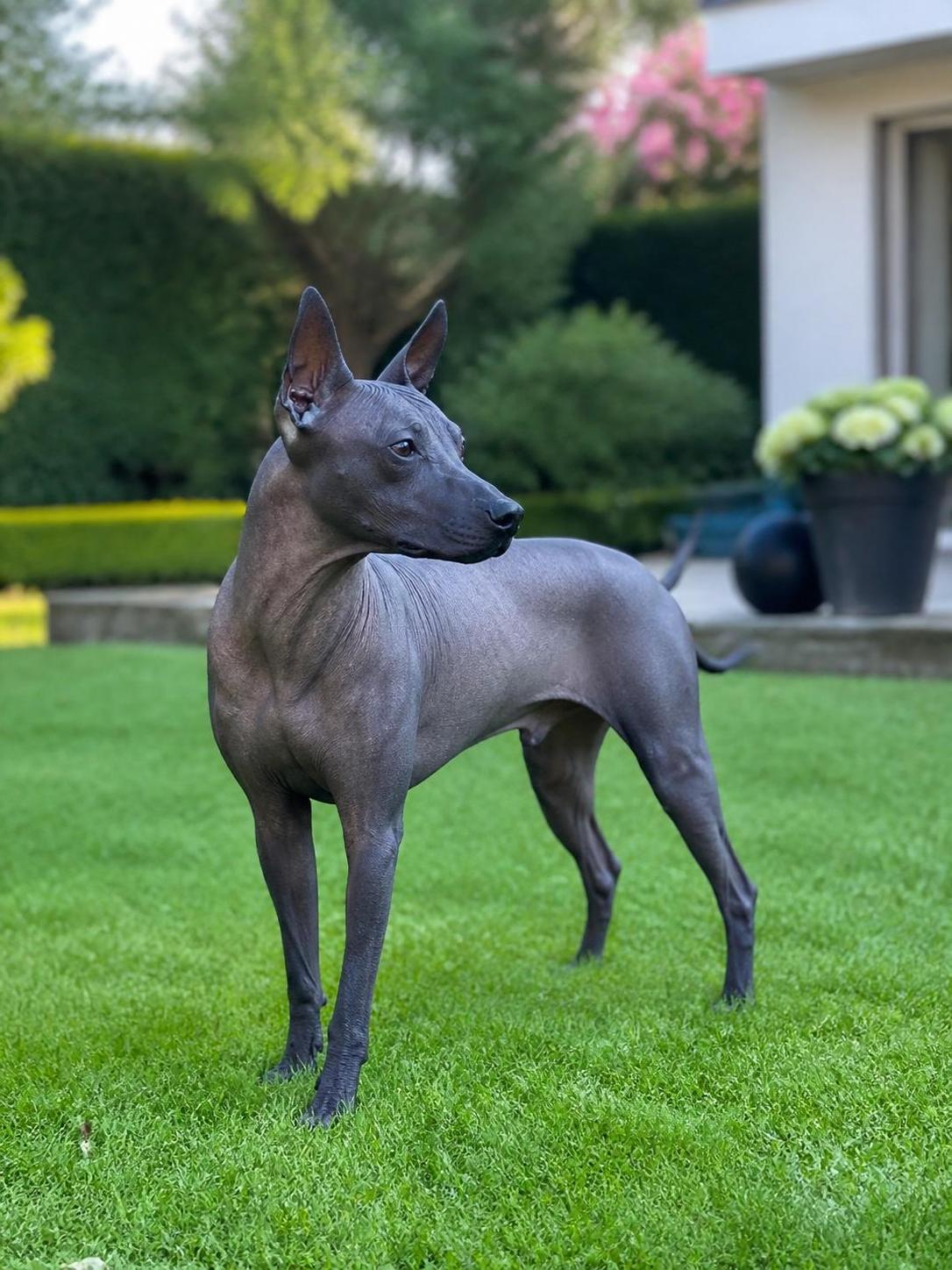 découvrez notre sélection des 15 meilleures races de chiens hypoallergéniques qui conviennent aux personnes sensibles aux allergies. trouvez le compagnon idéal sans risque d'allergies.