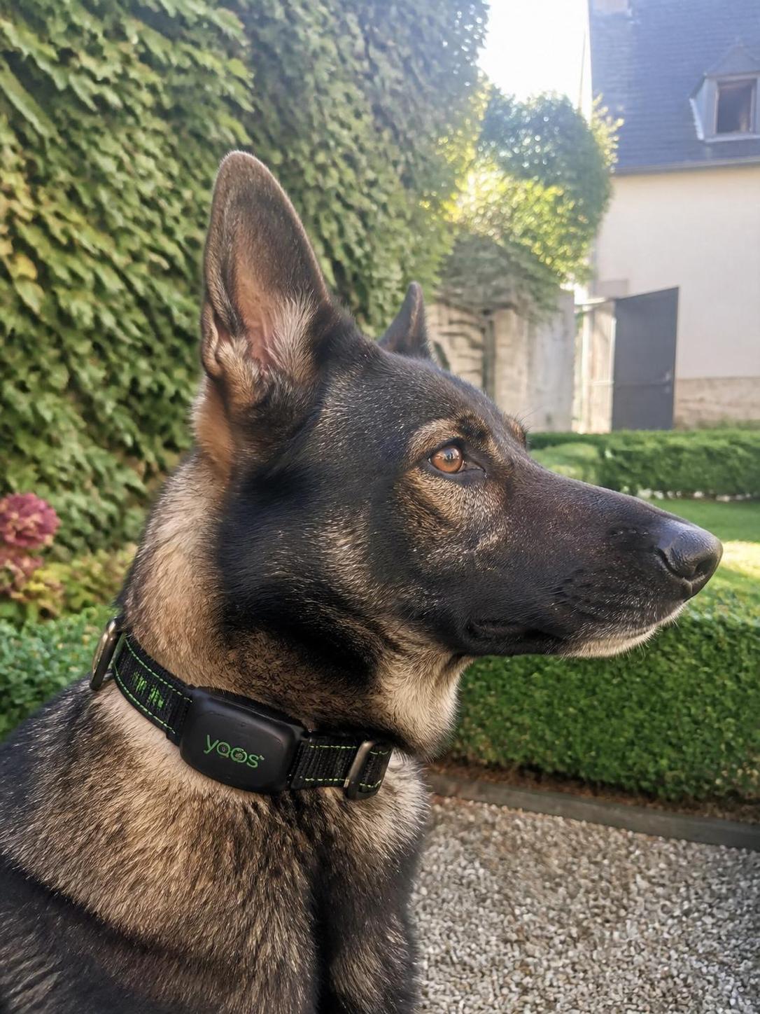 découvrez notre avis détaillé sur le collier connecté yoos : fonctionnalités, prix, avantages et test complet pour tout savoir avant d’acheter.