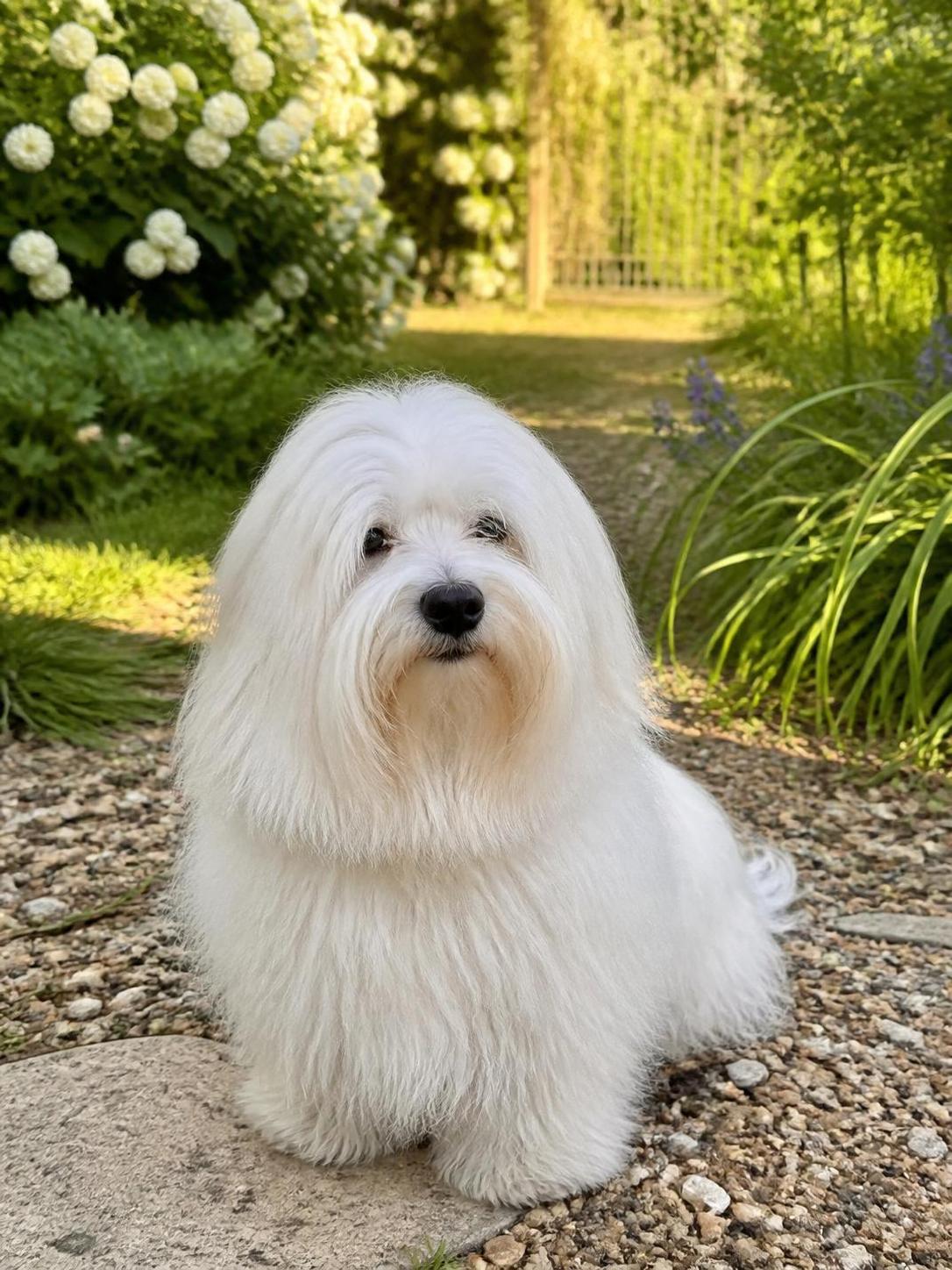 découvrez le coton de tuléar, une race adorable au caractère attachant. apprenez tout sur son prix, son éducation et son entretien pour bien prendre soin de ce compagnon unique.