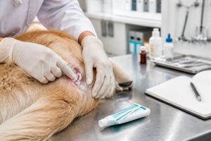 découvrez les indications, la posologie et les précautions d'emploi de la crème cortanmycetine, un traitement vétérinaire efficace pour soigner les affections cutanées de vos animaux.