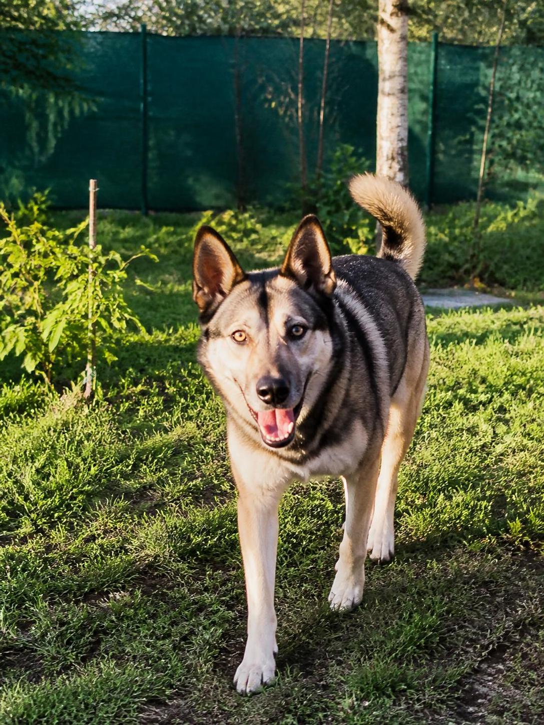 découvrez le caractère unique du croisé malinois husky, son prix moyen et nos conseils essentiels pour bien l'éduquer et vivre harmonieusement avec ce chien énergique et intelligent.
