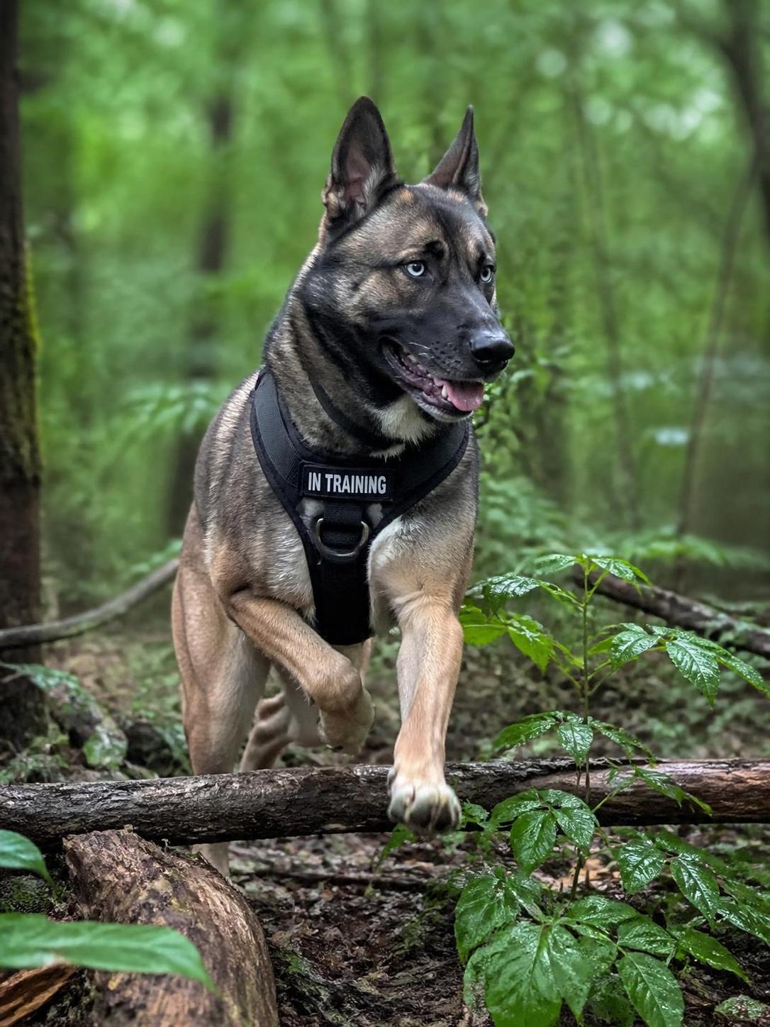 découvrez tout sur le croisé malinois husky : son caractère unique, son prix moyen et nos conseils essentiels pour bien l'éduquer et vivre harmonieusement avec ce chien intelligent et dynamique.