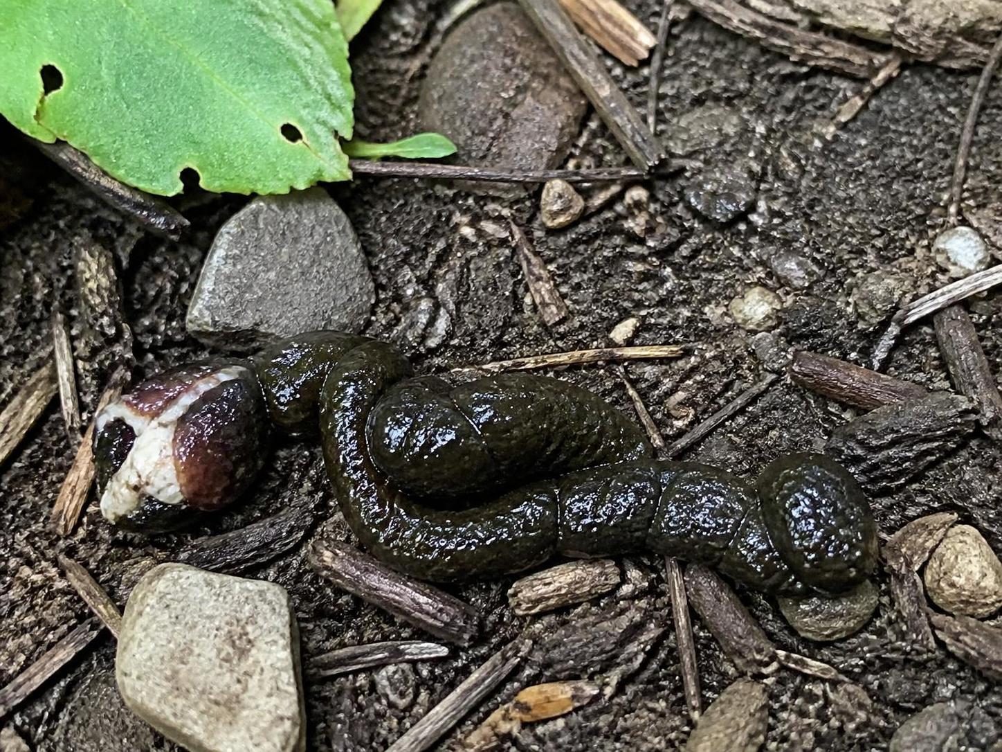 découvrez comment reconnaître une crotte de serpent et les étapes à suivre en cas de découverte, pour agir en toute sécurité et comprendre ce signe de la présence de serpents.
