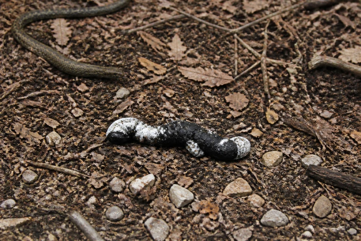 découvrez comment identifier la crotte de serpent et les gestes à adopter si vous en trouvez près de chez vous. guide pratique pour mieux comprendre et agir en toute sécurité.