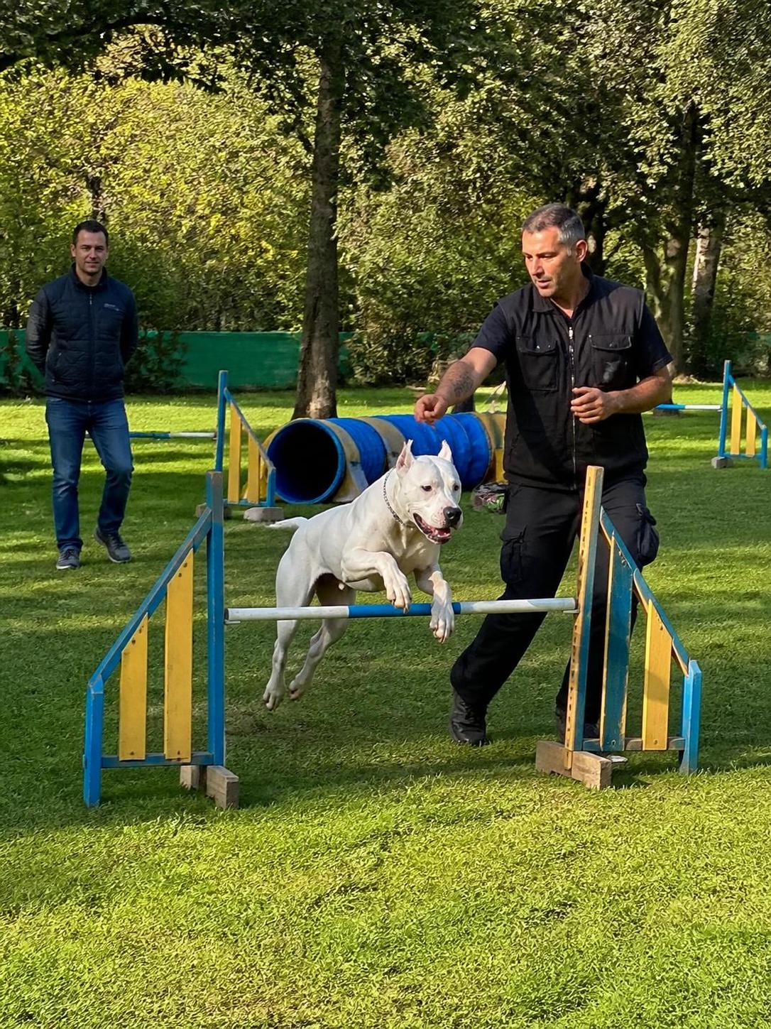 découvrez tout sur le dog argentin : son caractère, son prix, son éducation et les conseils pour bien vivre avec ce chien puissant et loyal.