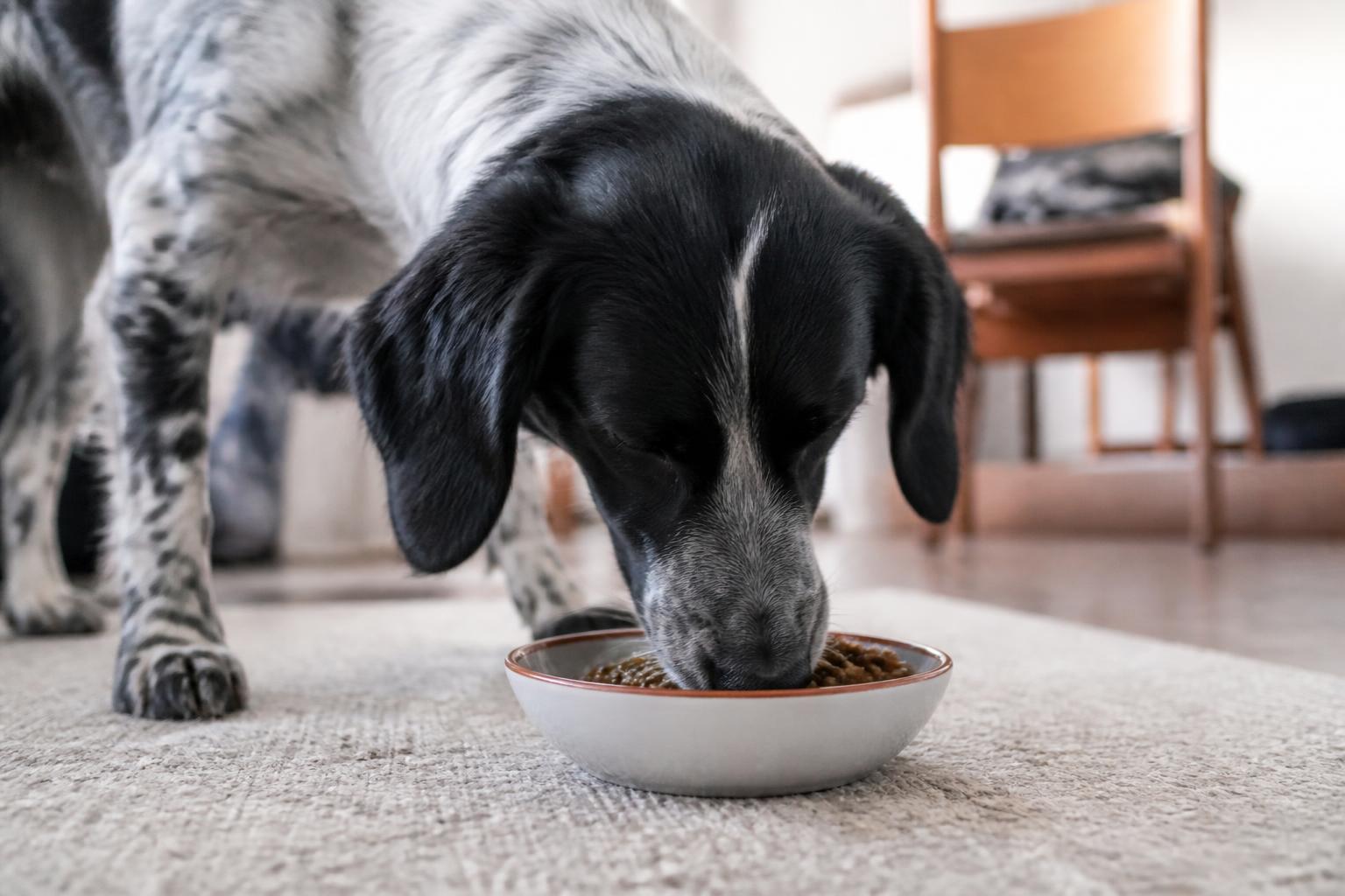 découvrez si donner des lentilles à votre chien est sans danger, les bienfaits potentiels et la quantité recommandée pour une alimentation saine.