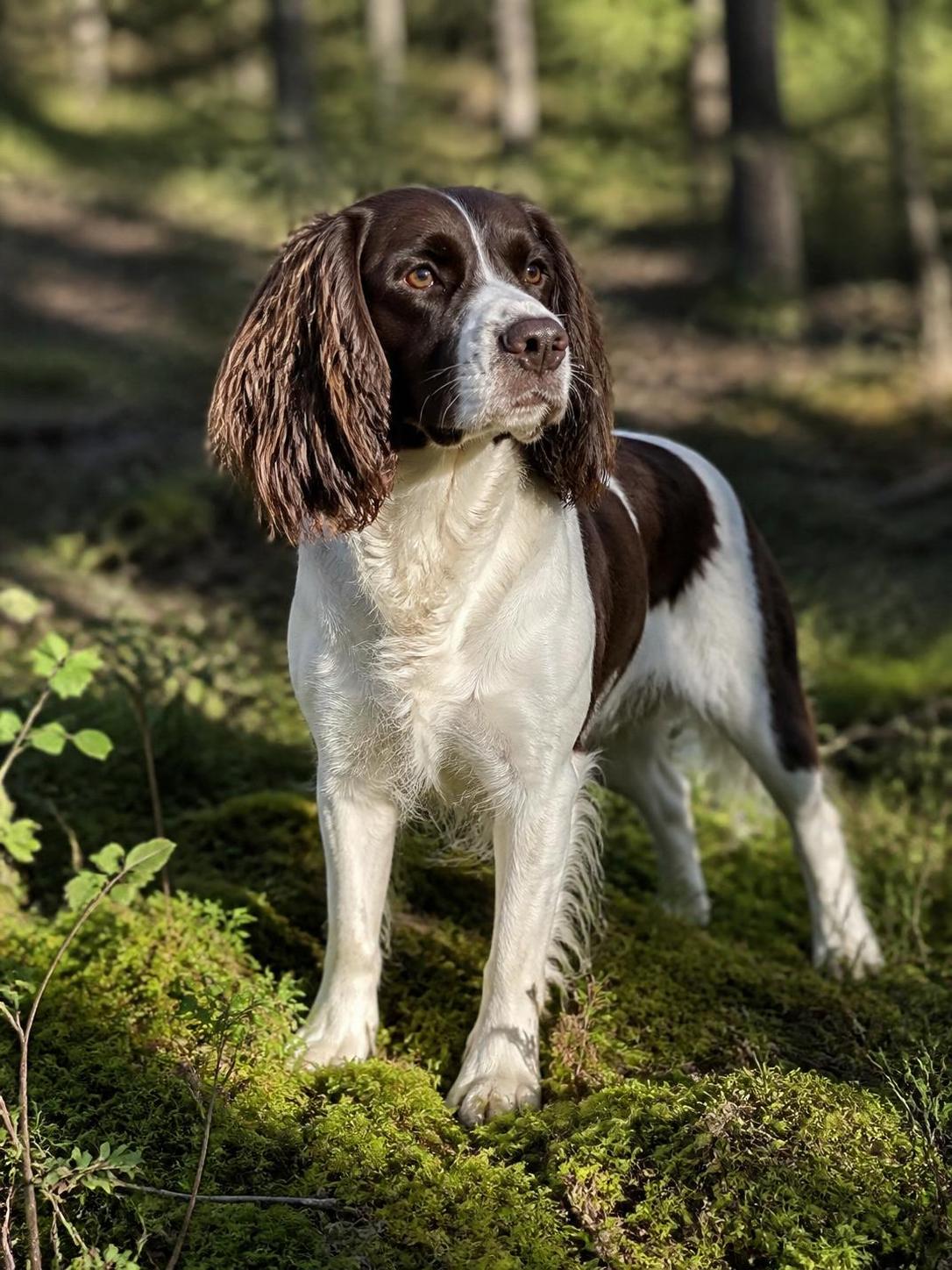 découvrez tout sur l'épagneul français : son caractère affectueux, son prix, ses conseils d'éducation et l'entretien nécessaire pour ce chien de chasse polyvalent.